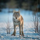 Morgendliche Wolfsbegegnung