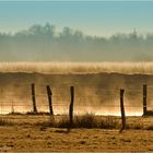 Morgendlicher Atem des Moores