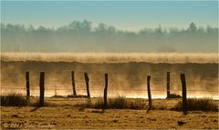 Morgendlicher Atem des Moores