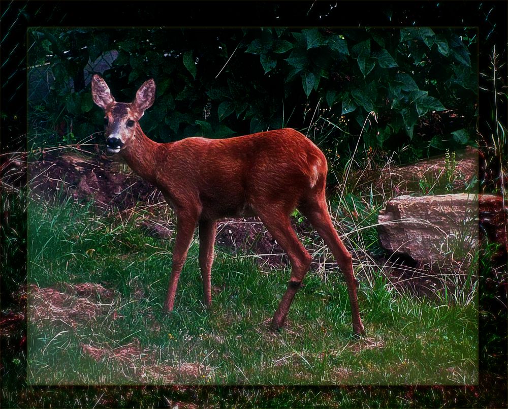 morgendlicher Besuch