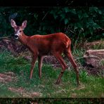 morgendlicher Besuch