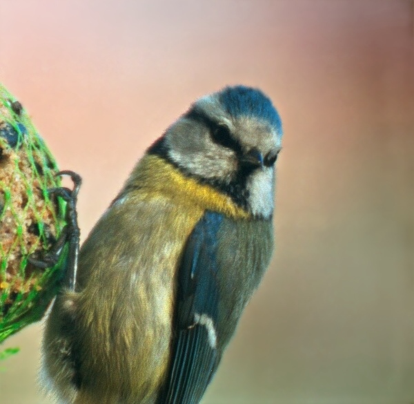 Morgendlicher Besuch