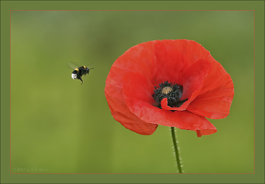 Morgendlicher Besuch beim Mohn