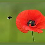 Morgendlicher Besuch beim Mohn