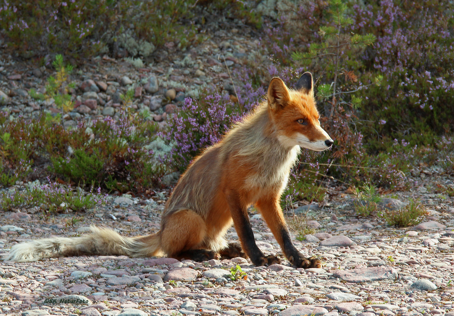 morgendlicher Besuch im Wald II