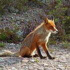 morgendlicher Besuch im Wald II