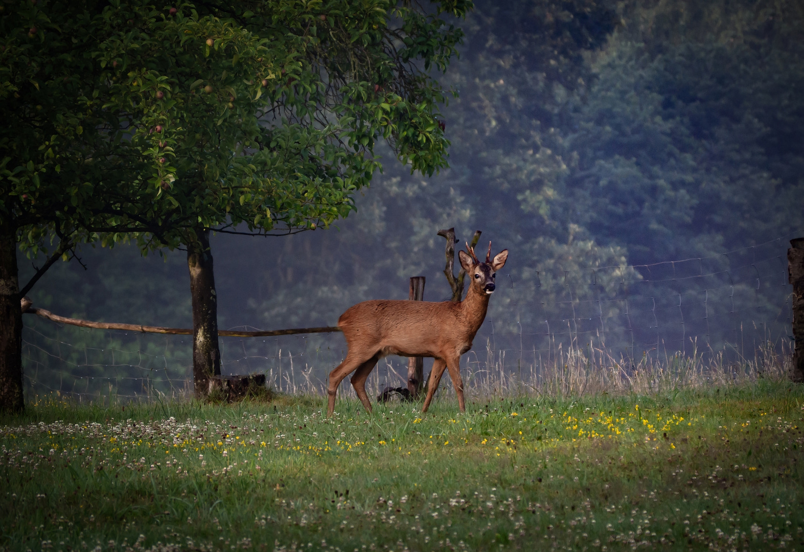 Morgendlicher Besucher