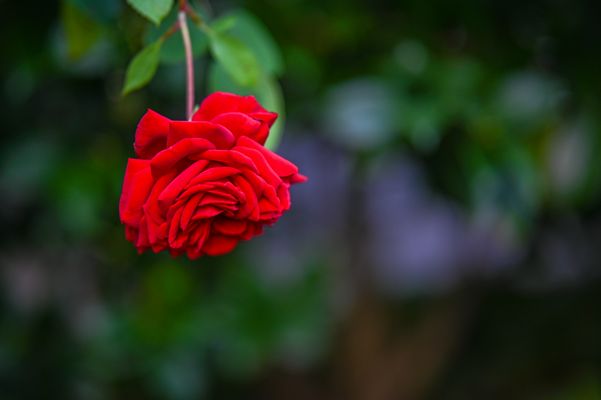 Morgendlicher Blütenzauber...