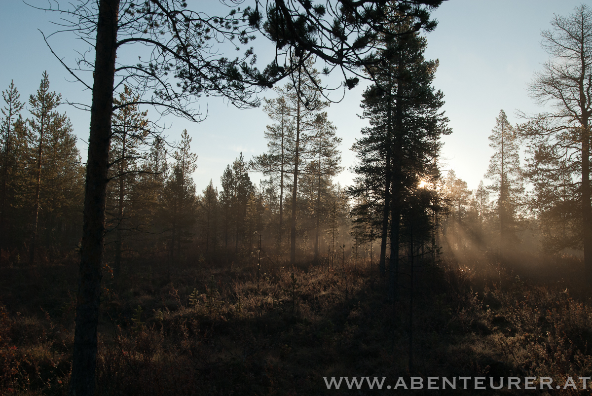 Morgendlicher Bodennebel