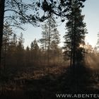 Morgendlicher Bodennebel