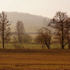 Morgendlicher Feldblick