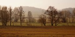 Morgendlicher Feldblick