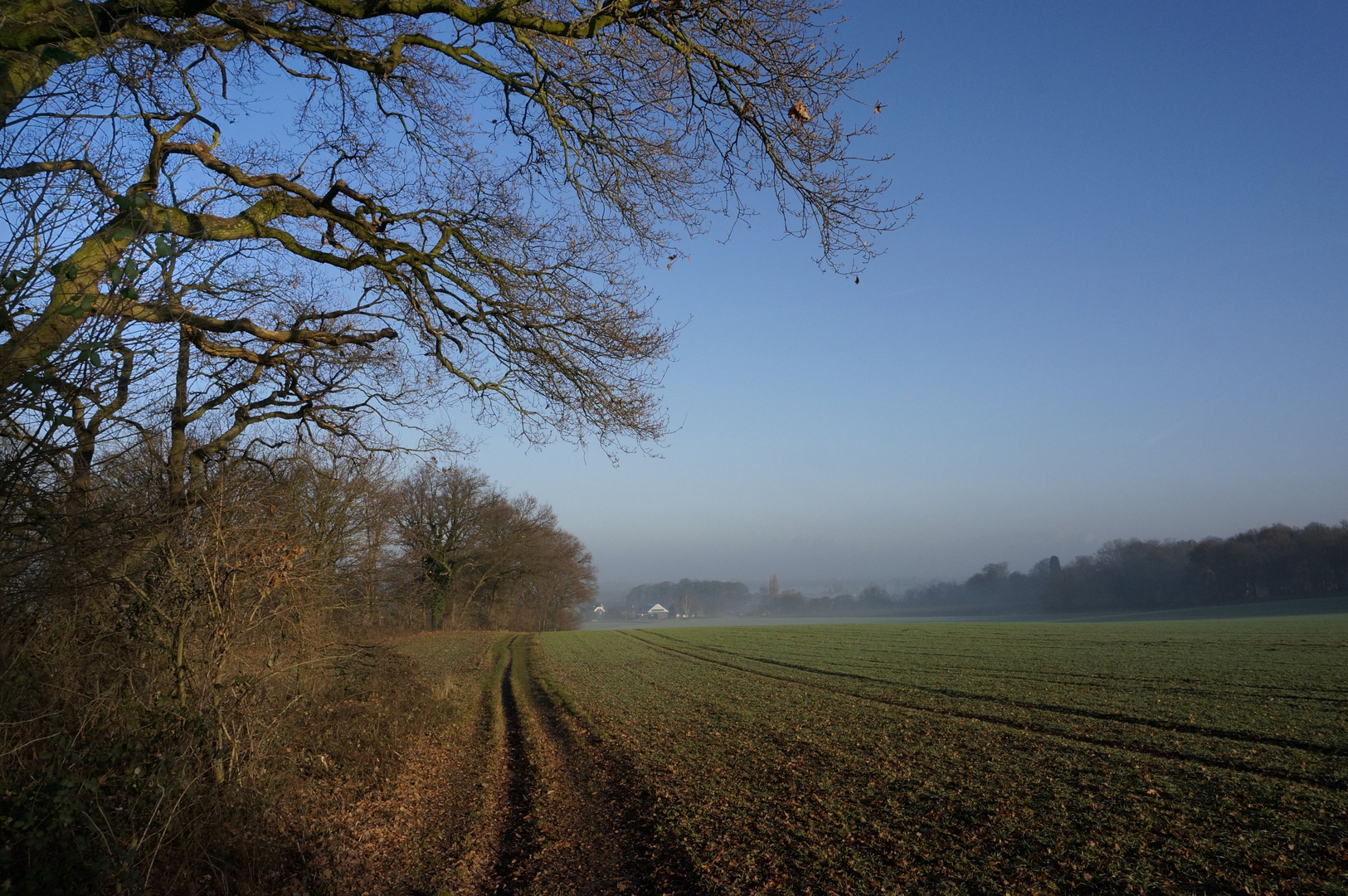 Morgendlicher Feldweg