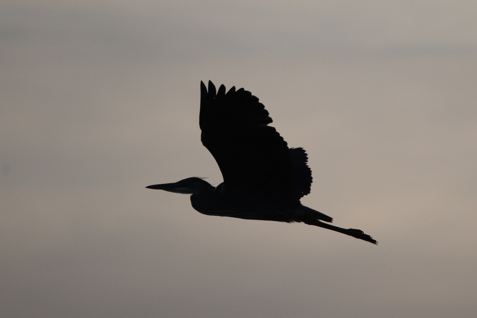 morgendlicher Flug