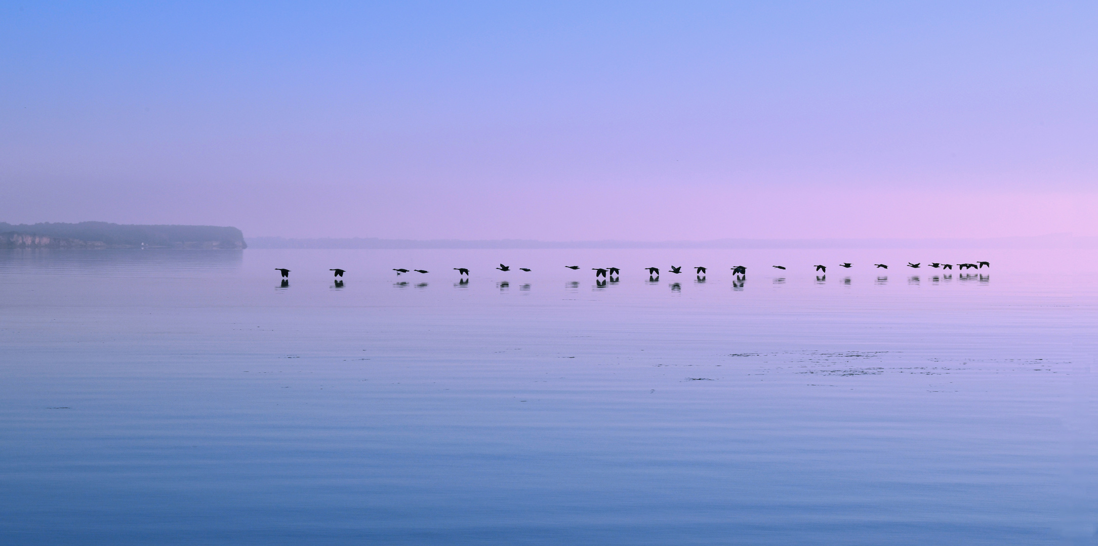 Morgendlicher Flug der Gänse