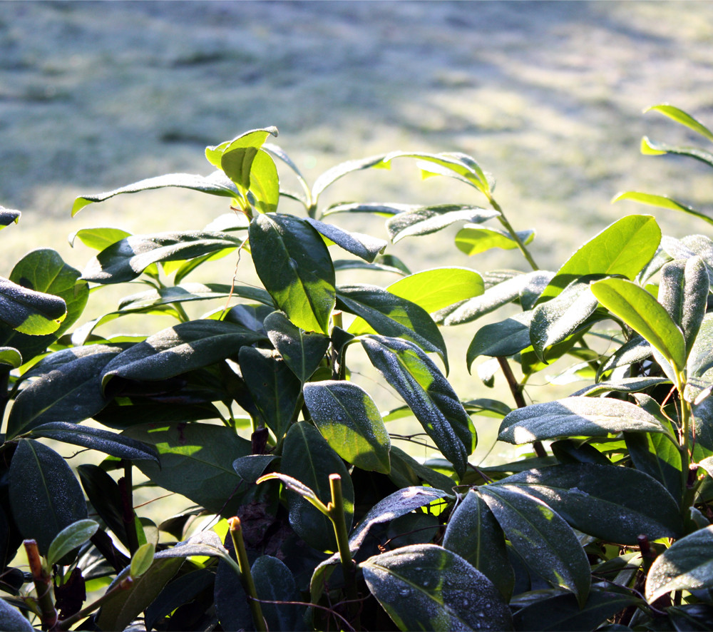 Morgendlicher Frost