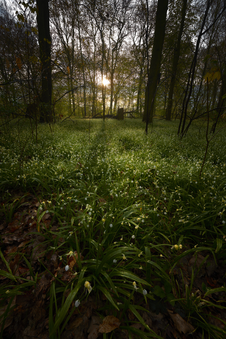 Morgendlicher Frühlingsduft