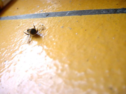 Morgendlicher Fund am Fensterbrett