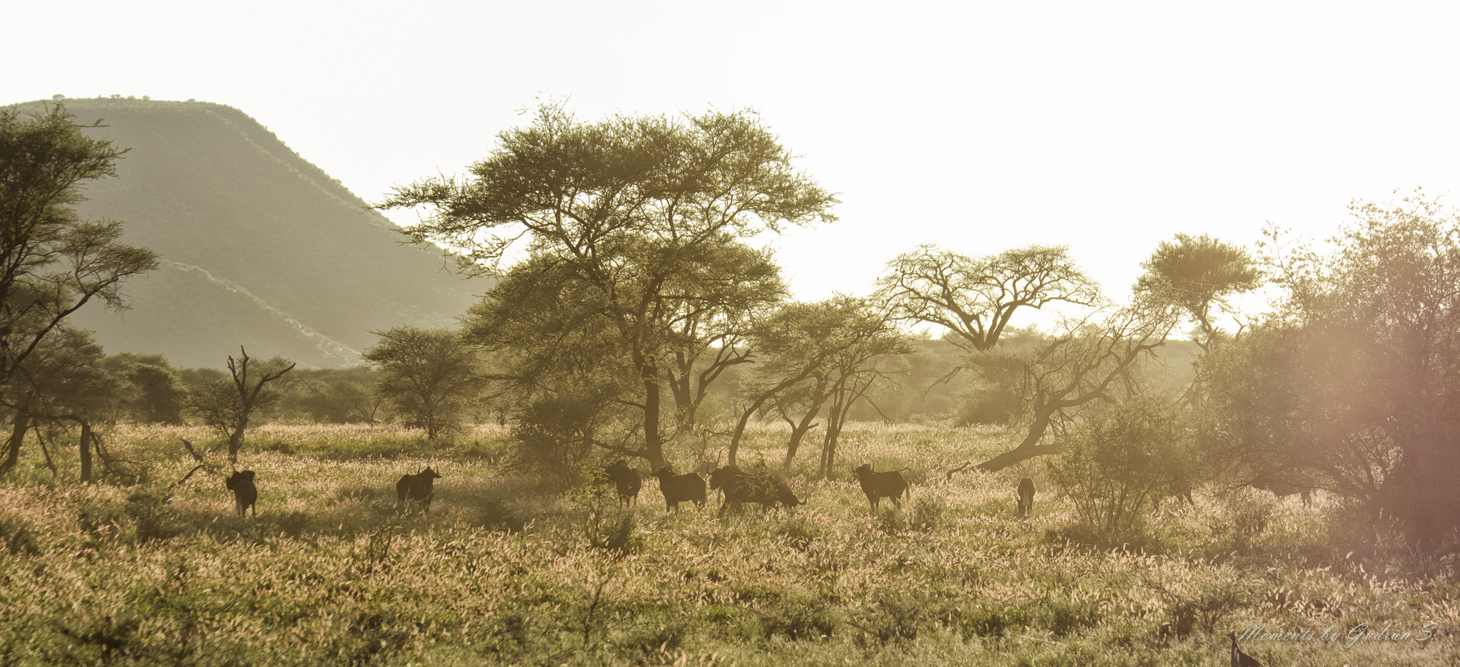Morgendlicher Gamedrive - Erindi Private Game Reserve, Namibia