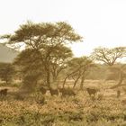 Morgendlicher Gamedrive - Erindi Private Game Reserve, Namibia