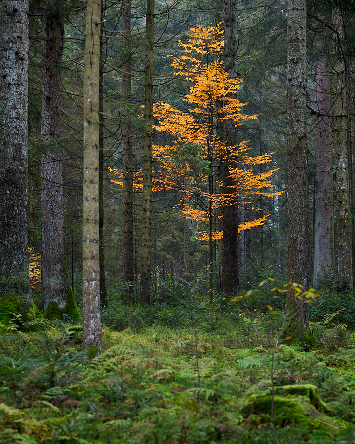 Morgendlicher Herbstwald..