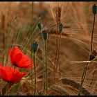 Morgendlicher Mohn