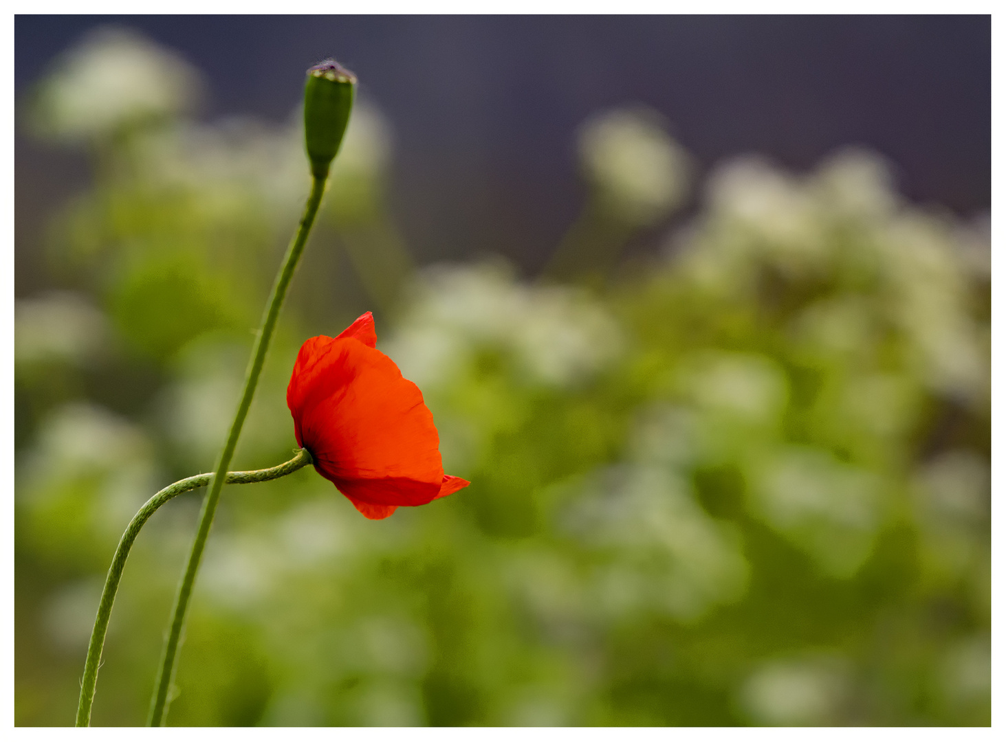 Morgendlicher Mohn