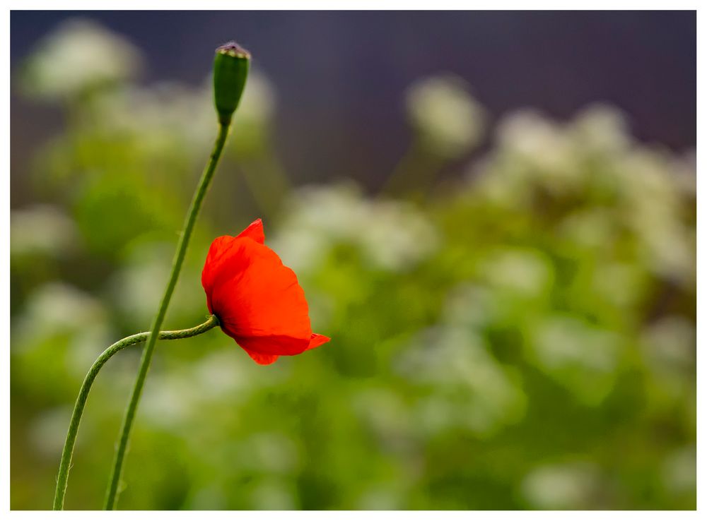 Morgendlicher Mohn