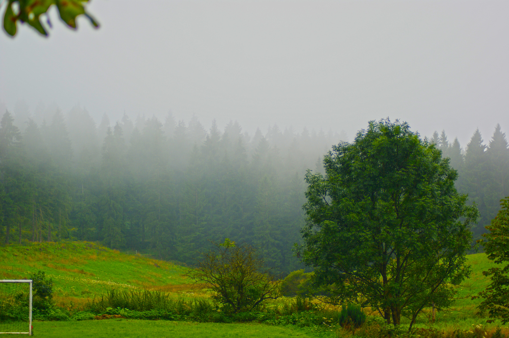 morgendlicher Nebel