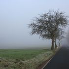 Morgendlicher Nebel auf der Höhe