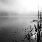 Morgendlicher Nebel auf / über dem Silbersee