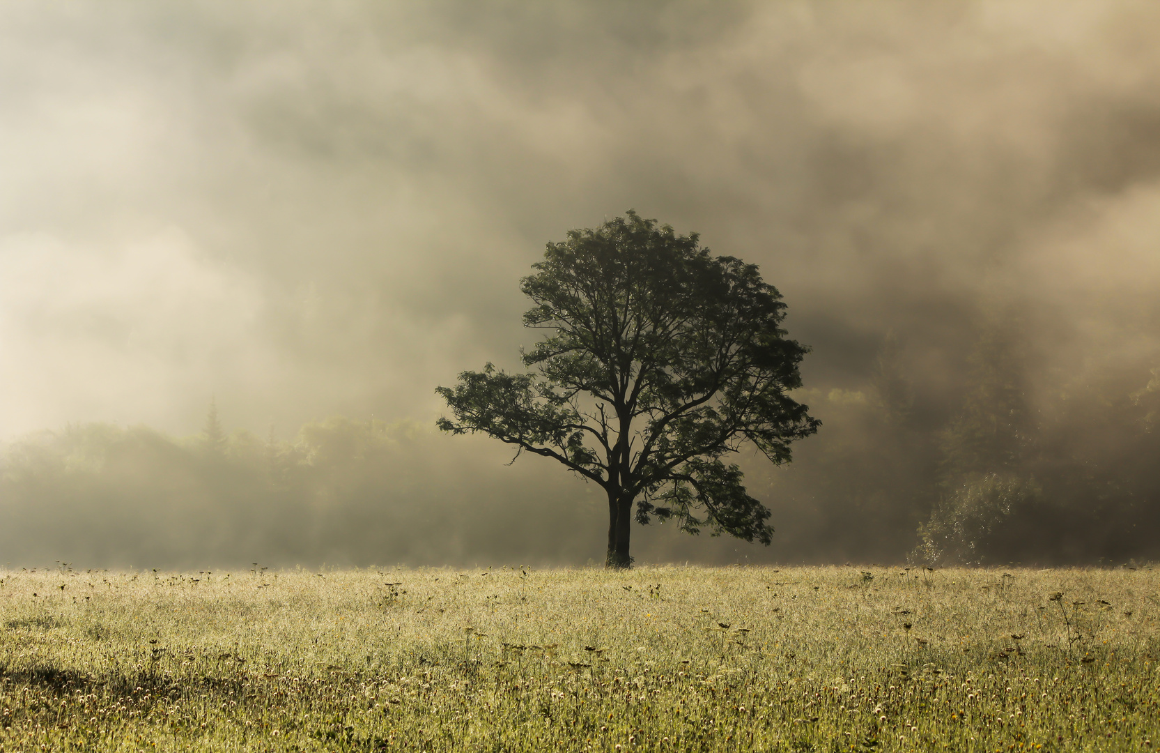 Morgendlicher Nebel in Hinterwildalpen