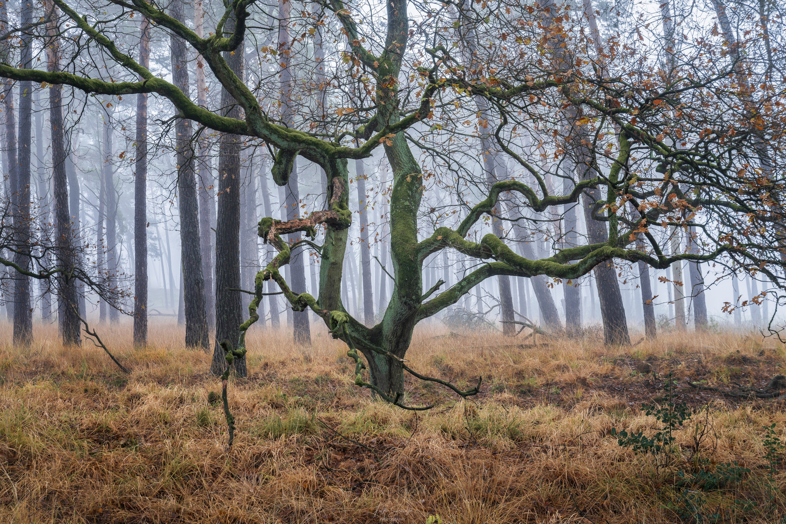 Morgendlicher Nebel Traum