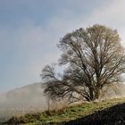 Morgendlicher Nebel und Frost