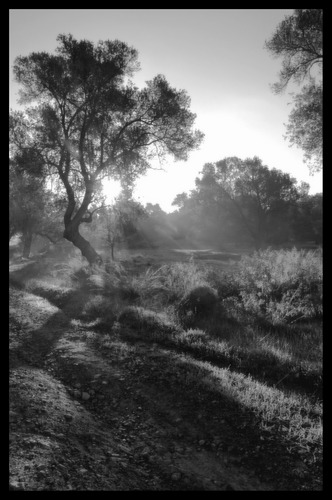 Morgendlicher Olivenbaum