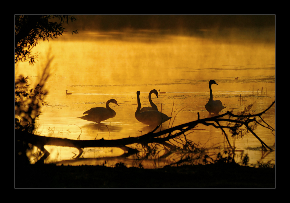 Morgendlicher Schwanentreff