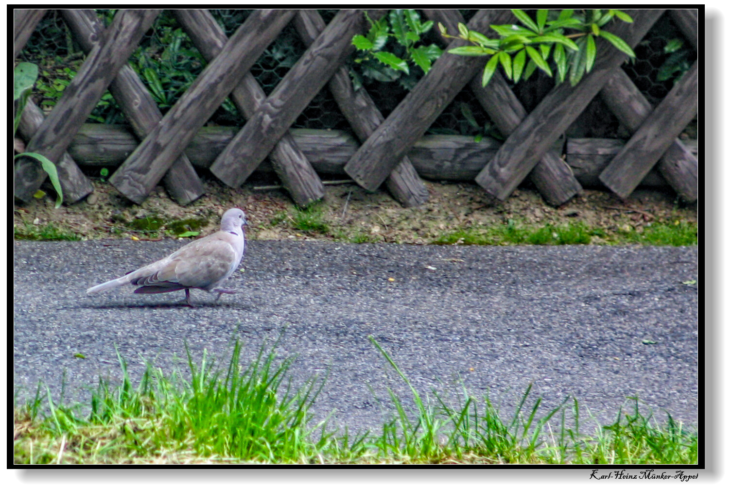 Morgendlicher Spaziergang