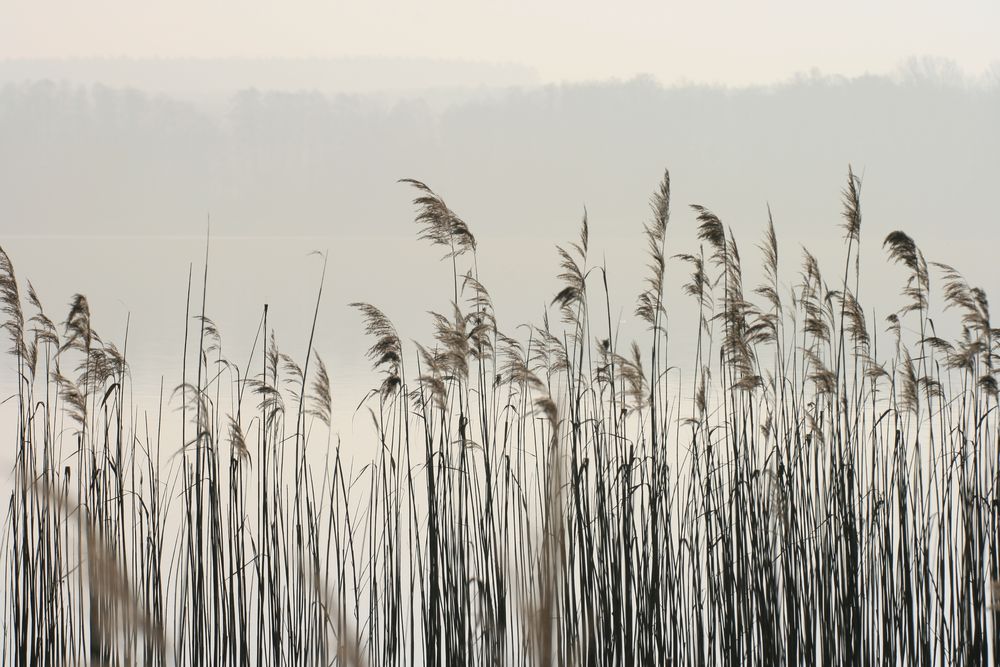 Morgendlicher Spaziergang am See 2