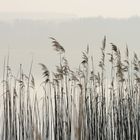 Morgendlicher Spaziergang am See 2