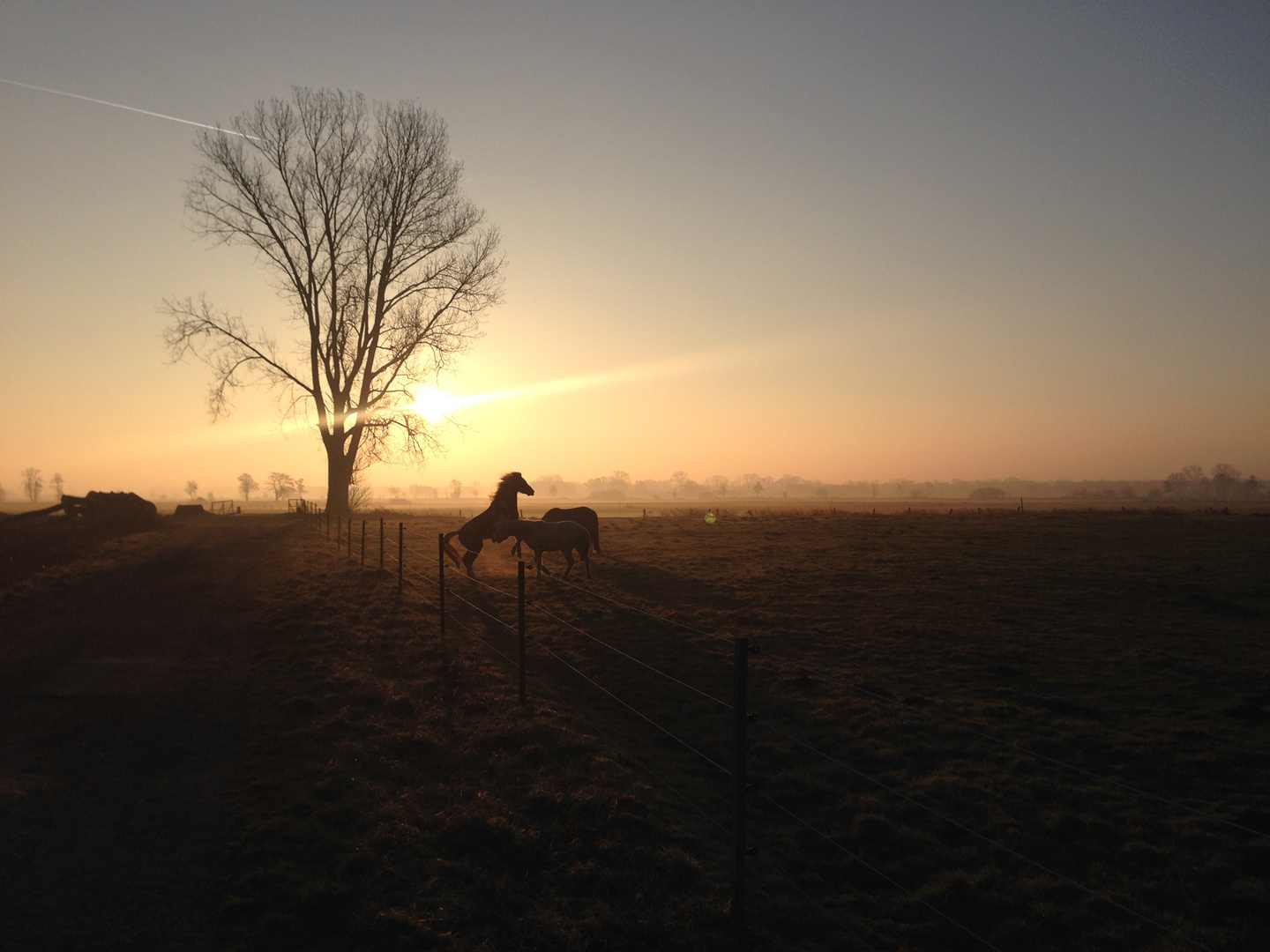 Morgendlicher Spaziergang in den Wümmewiesen