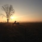 Morgendlicher Spaziergang in den Wümmewiesen