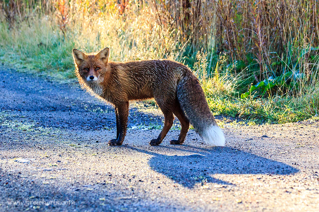 morgendlicher Spaziergang mit dem Fuchs