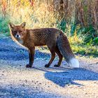 morgendlicher Spaziergang mit dem Fuchs