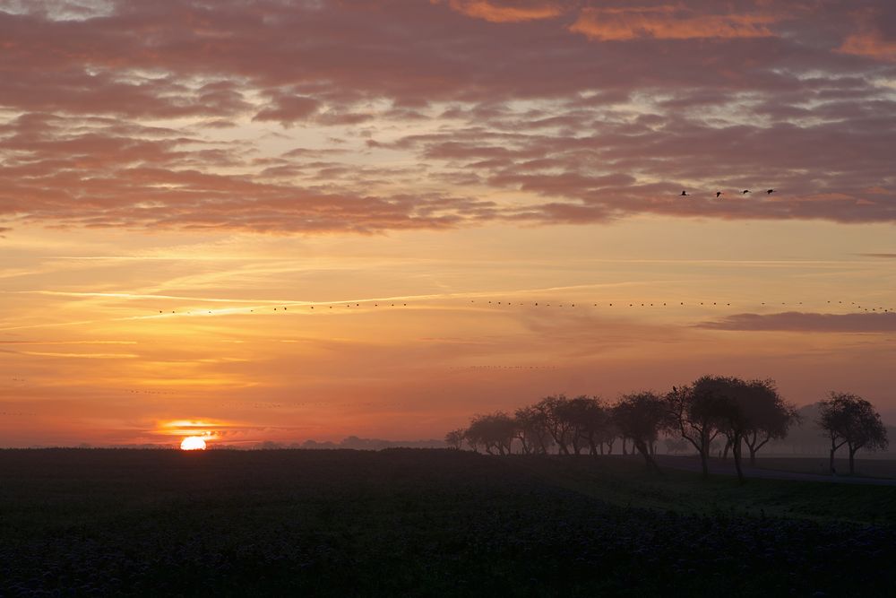 Morgendlicher Start der Kraniche in Linum