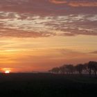 Morgendlicher Start der Kraniche in Linum