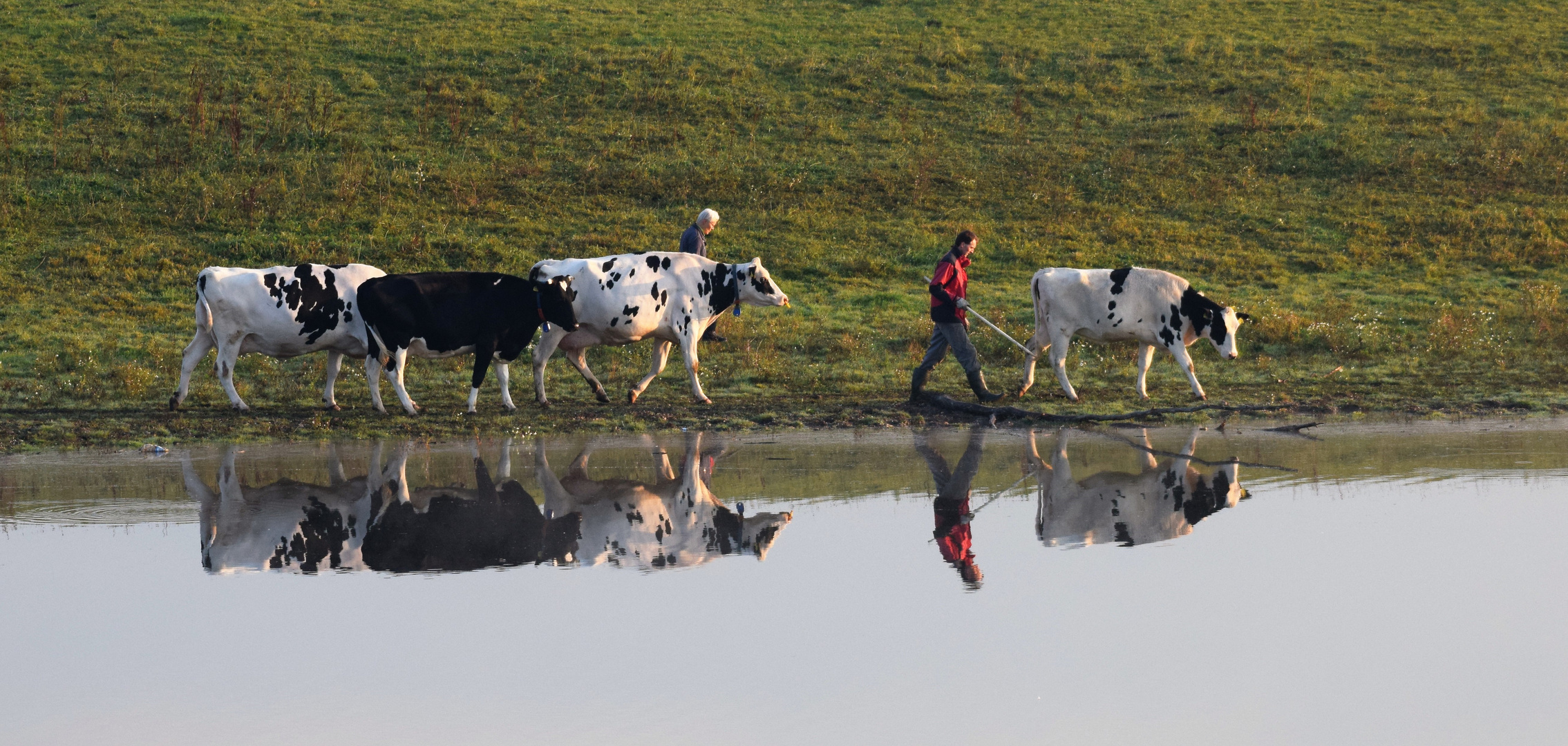 Morgendlicher Viehtrieb am Alten Rhein