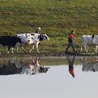 Morgendlicher Viehtrieb am Alten Rhein