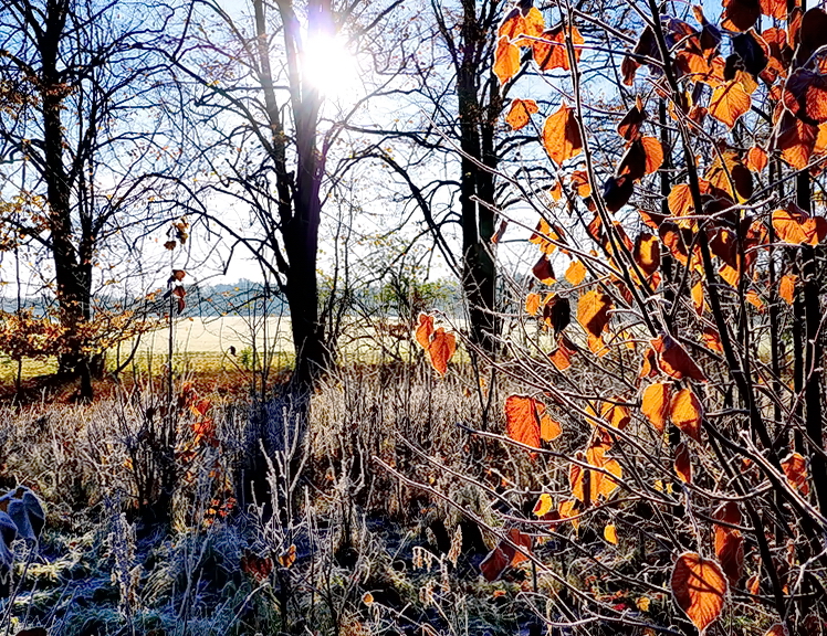 Morgendlicher Waldrand...