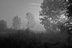 morgendlicher Waldschimmer