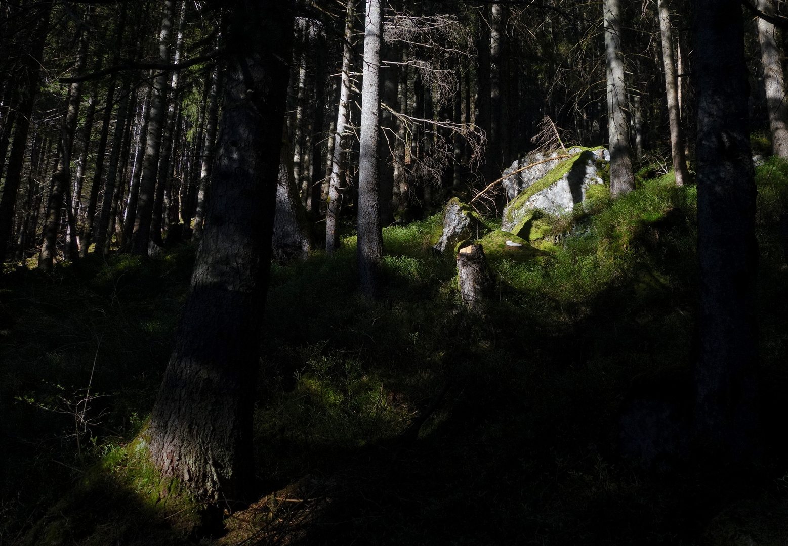 Morgendlicher Waldspaziergang